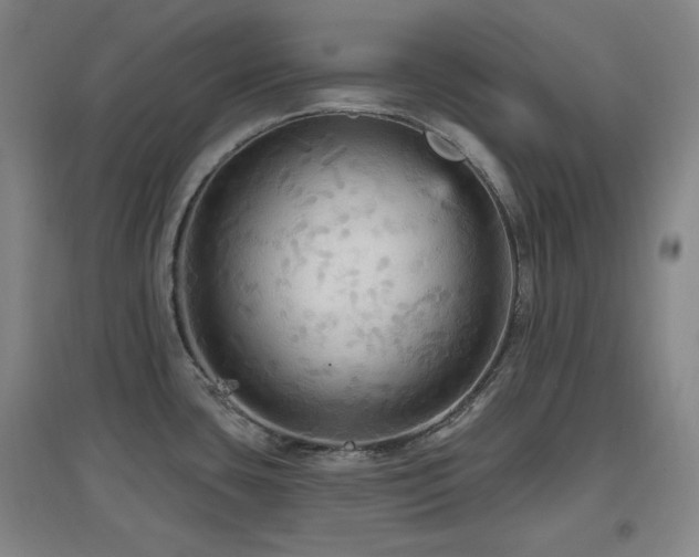 X0000097611435200802291251