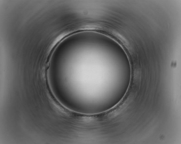 X0000097611465200802291250