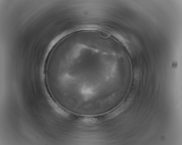 X0000097611466200802291250