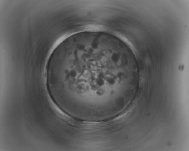 X0000097611467200802291250