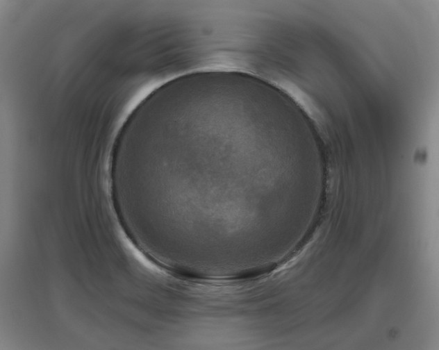 X0000097611468200802291250