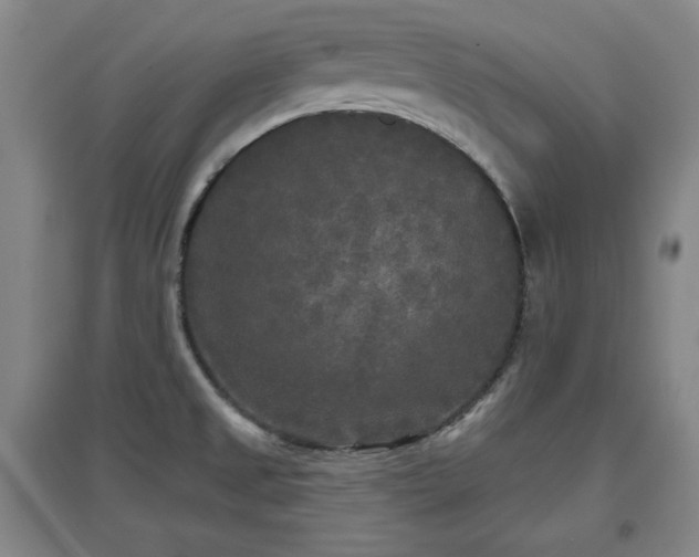 X0000097611525200802291250