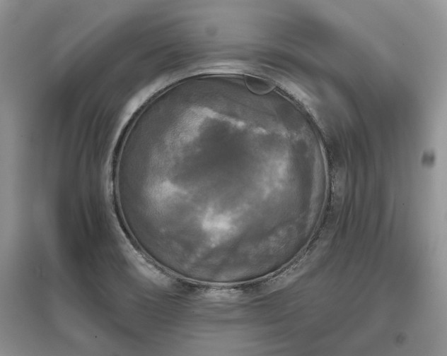X0000097611466200803071440