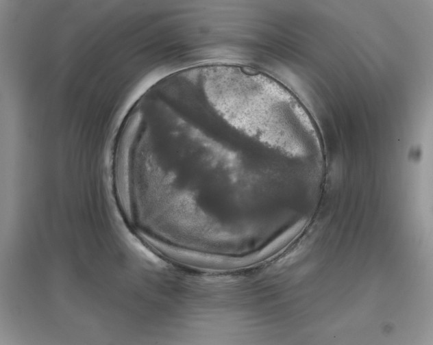 X0000097611243200803141932