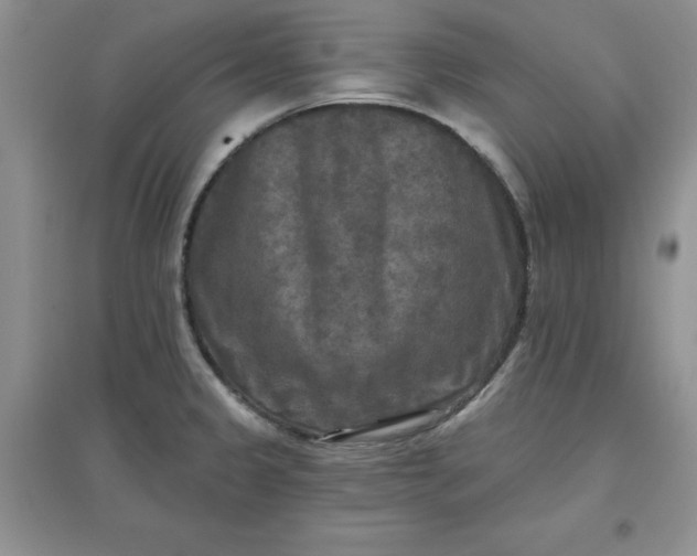 X0000097611333200803141931