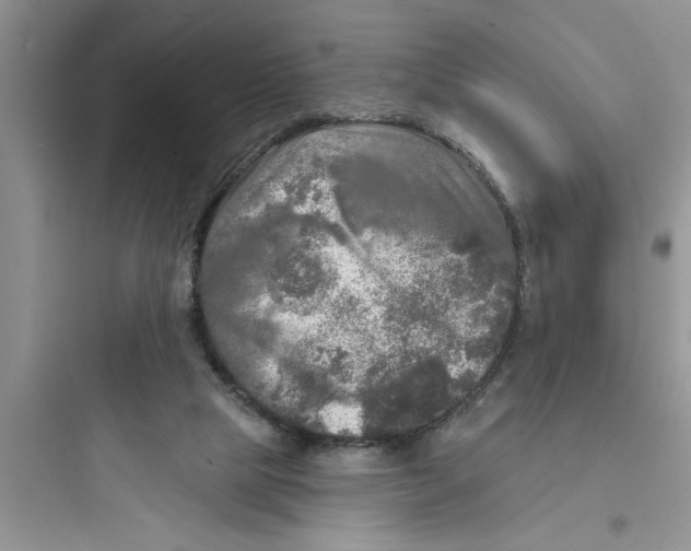 X0000097610065200803211732