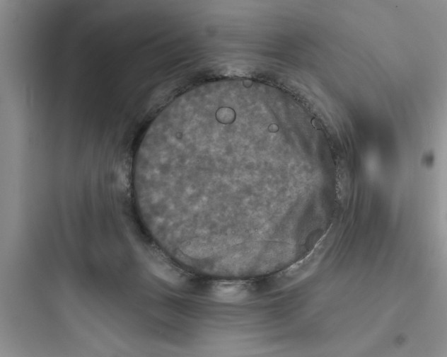 X0000097610175200803211731