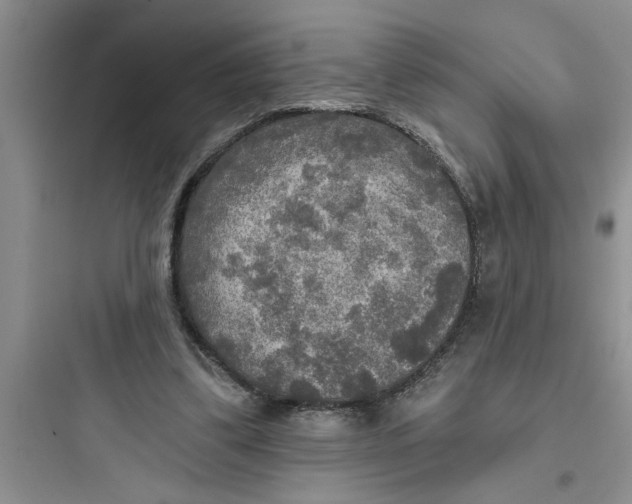 X0000097610299200803211729