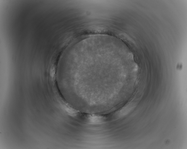 X0000097610336200803211728