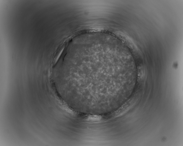 X0000097610369200803211728