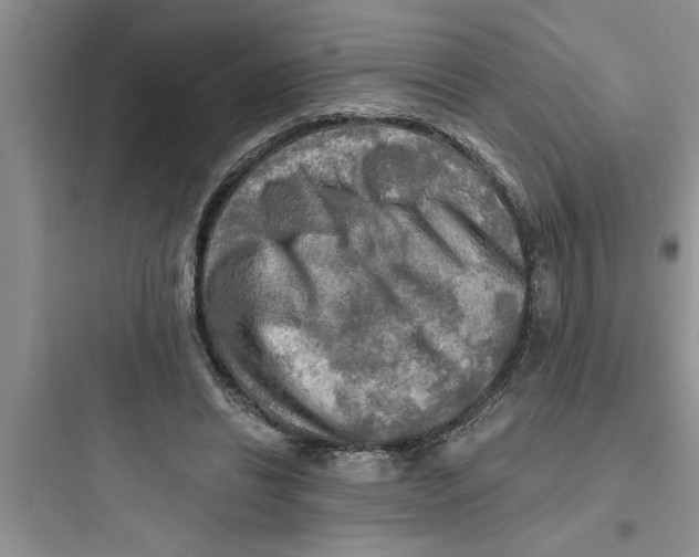 X0000097610446200803211726