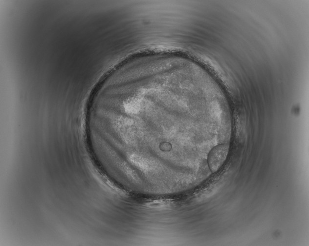 X0000097610447200803211726