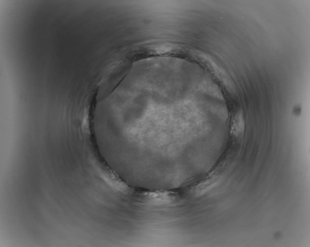 X0000097610524200803211725