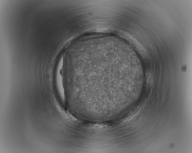 X0000097610542200803211725