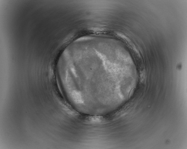 X0000097610618200803211724