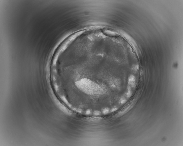 X0000097610859200803211721