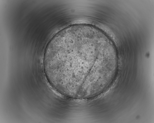 X0000097610937200803211720