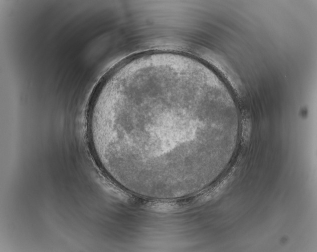 X0000097611074200803211717