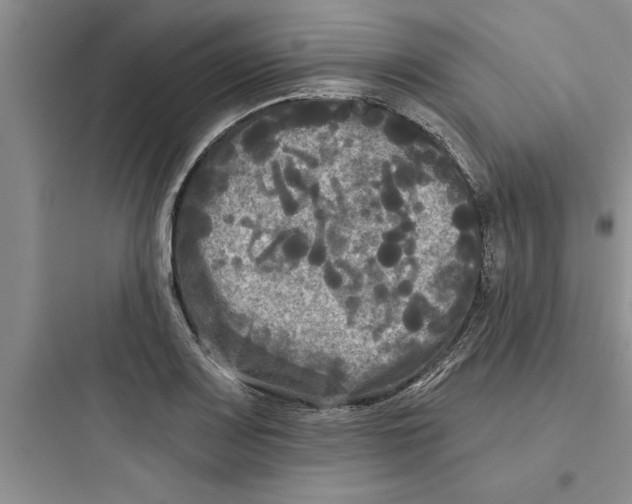 X0000097611083200803211717