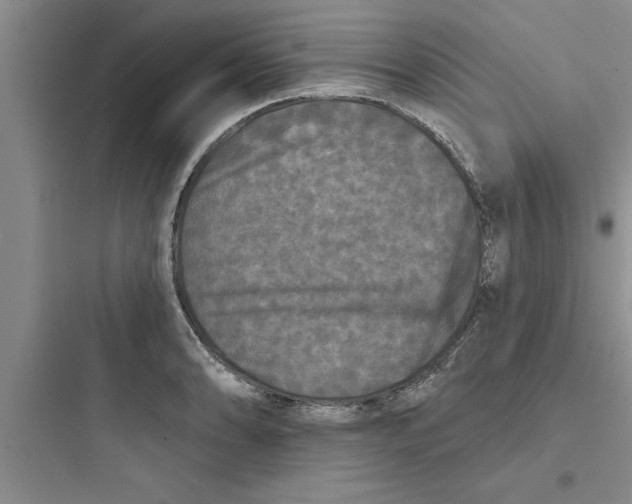 X0000097611086200803211717