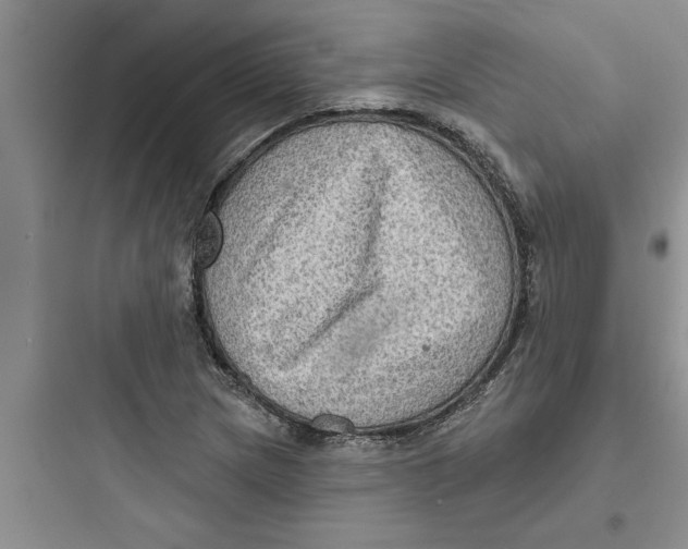 X0000097611217200803211715