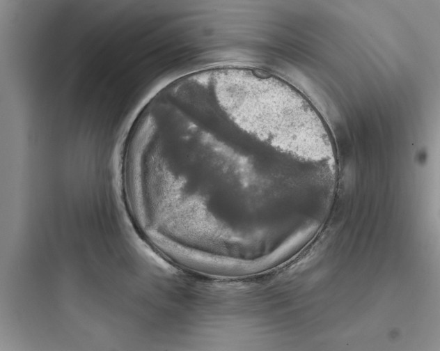 X0000097611243200803211715