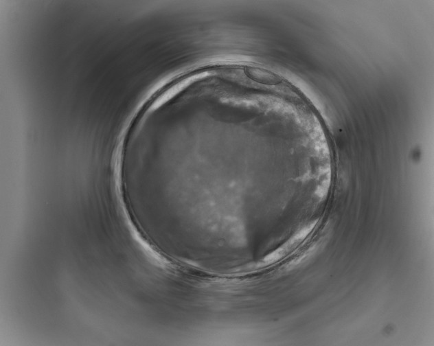 X0000097611245200803211715