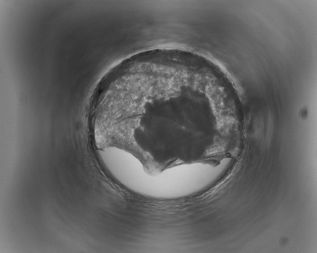 X0000097611263200803211715