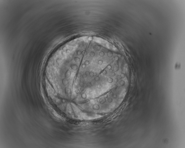 X0000097610145200803281021