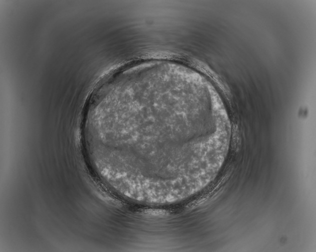 X0000097610203200803281021