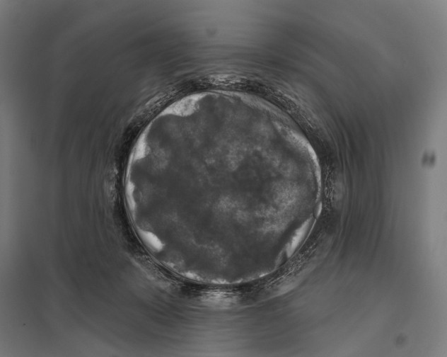 X0000097610319200803281019