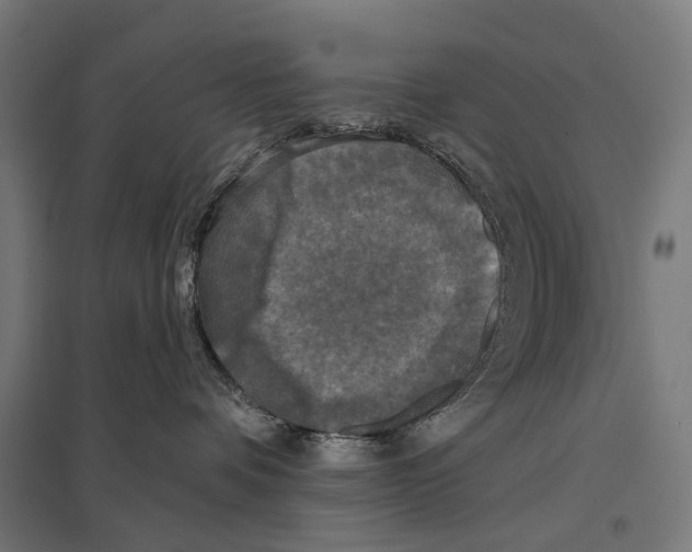 X0000097610336200803281019