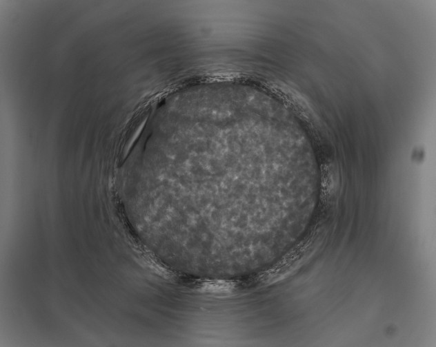 X0000097610369200803281019