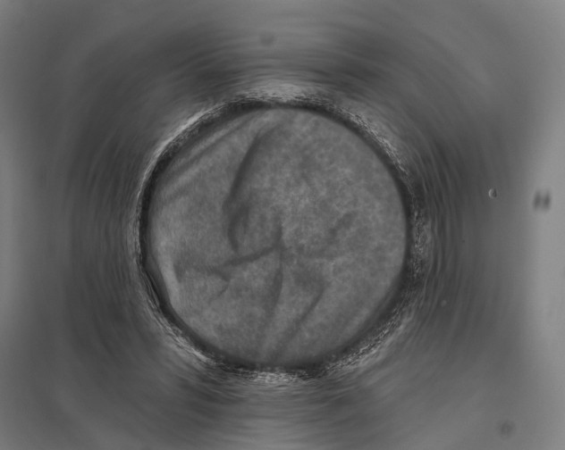 X0000097610399200803281018