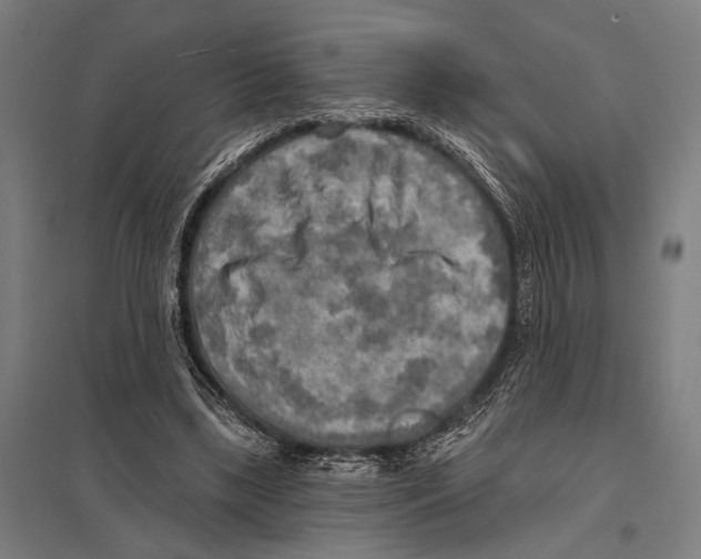 X0000097610443200803281017