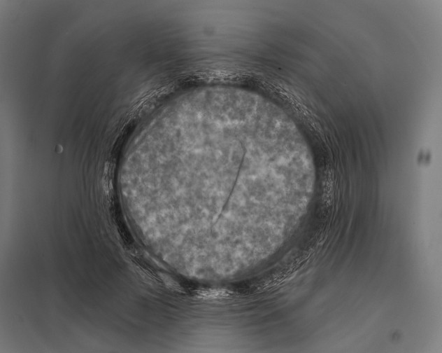 X0000097610695200803281014