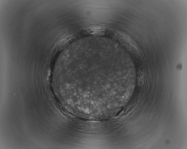 X0000097610748200803281013