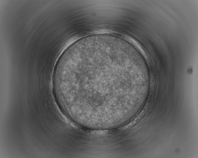 X0000097610810200803281012