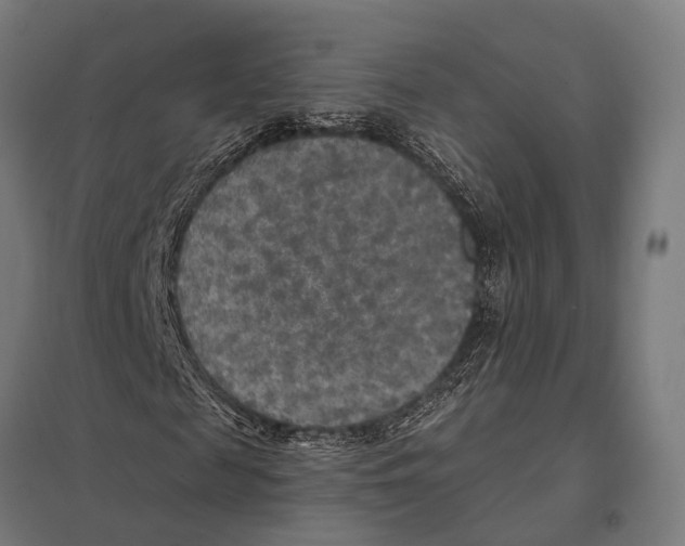 X0000097610817200803281012