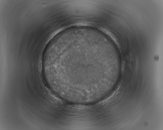 X0000097610829200803281012