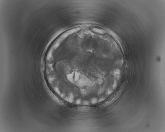 X0000097610859200803281012