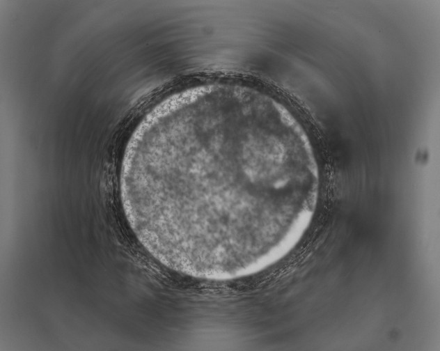 X0000097610918200803281010