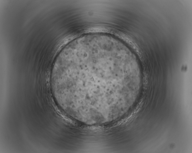X0000097610937200803281010