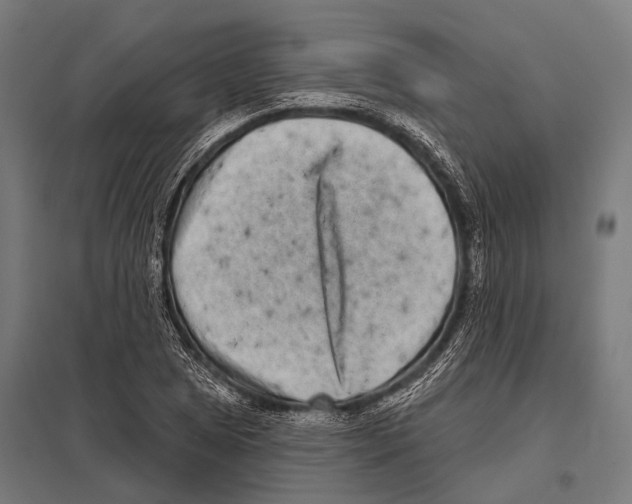 X0000097611025200803281009