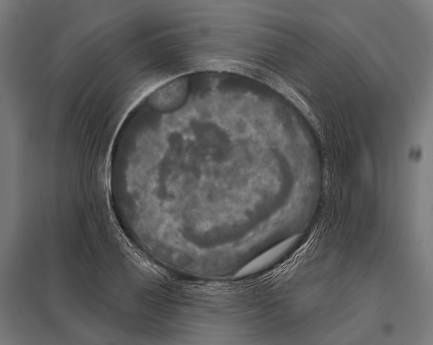 X0000097611028200803281009