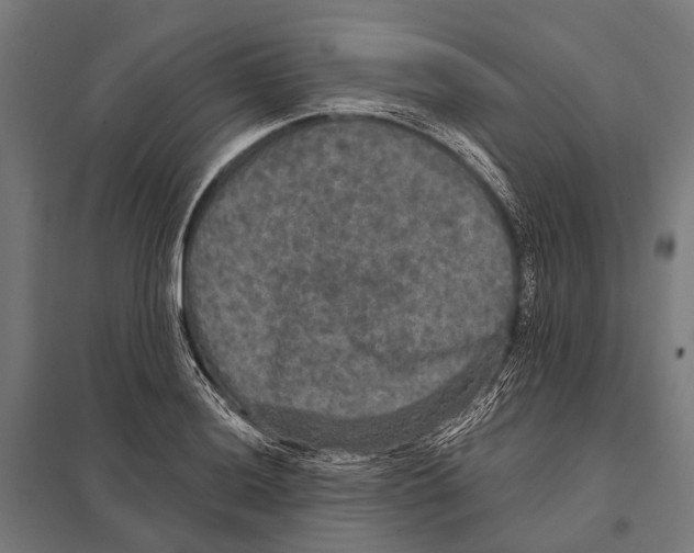 X0000097611036200803281009