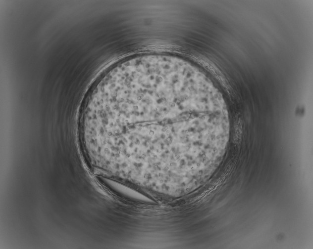 X0000097611039200803281009
