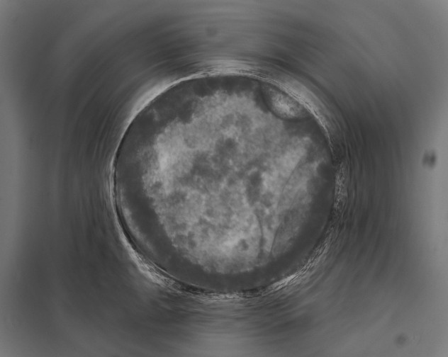 X0000097611047200803281009