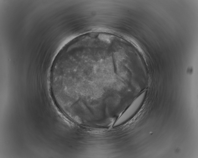 X0000097611048200803281009