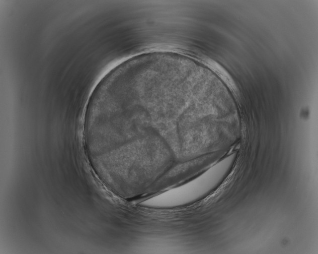 X0000097611052200803281009